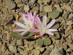 Lewisia kelloggii