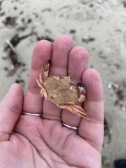 Metacarcinus anthonyi