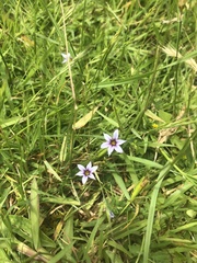 Sisyrinchium micranthum