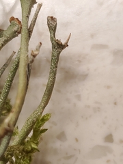 Cladonia subulata