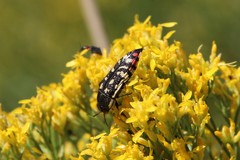 Acmaeodera paradisjuncta