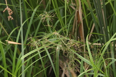 Scirpus radicans
