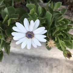 Dimorphotheca