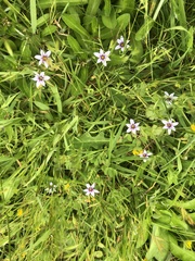 Sisyrinchium micranthum