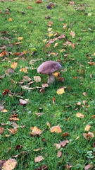 Leccinum scabrum