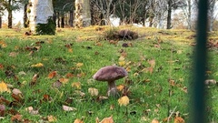 Leccinum scabrum