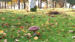 Leccinum scabrum