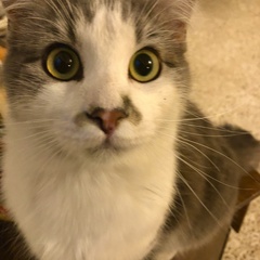 Felis catus