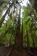 Picea sitchensis