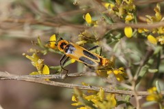 Chauliognathus omissus