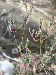 Darwinia biflora