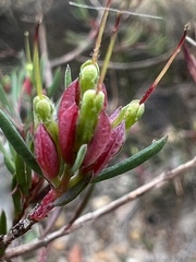 Darwinia biflora
