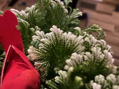 Selaginella pilifera