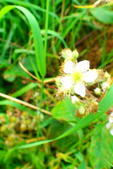Rubus scissus