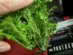 Selaginella pilifera