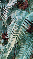 Polypodium vulgare
