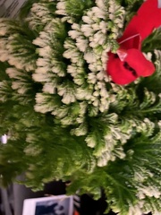 Selaginella pilifera