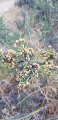 Colletia spinosissima