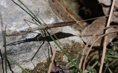 Ranatra quadridentata