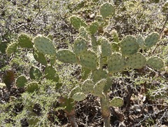 Opuntia caracassana