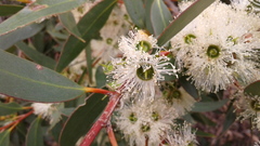 Eucalyptus diversifolia diversifolia