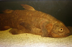 Coelacanth photo 3