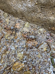 Ammopelmatus