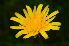 Krigia dandelion