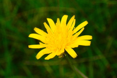 Krigia dandelion