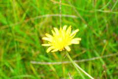 Krigia dandelion