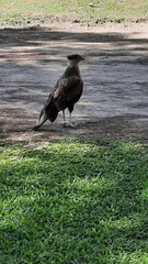 Caracara plancus