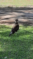 Caracara plancus