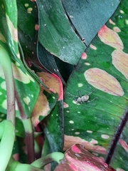 Metapocyrtus adspersus