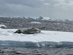 Hydrurga leptonyx