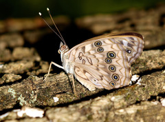 Asterocampa celtis celtis