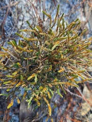 Selaginella arenicola