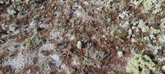Selaginella arenicola
