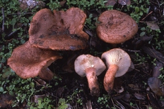 Lactarius zugazae