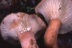 Lactarius zugazae