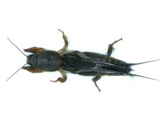 Gryllotalpa monanka