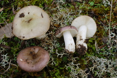 Russula cistoadelpha