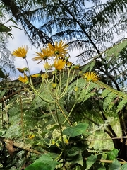 Munnozia