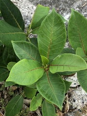 Ficus aurea
