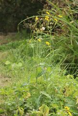 Sonchus arvensis uliginosus