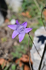 Campanula rapunculus