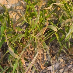 Setaria adhaerens