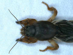 Gryllotalpa monanka