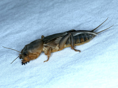Gryllotalpa monanka