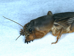 Gryllotalpa monanka