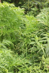 Alisma plantago-aquatica